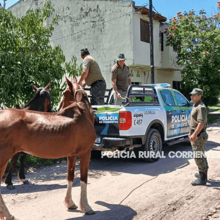 Un hombre pagó una multa de $93 mil por dejar a sus caballos sueltos en una plaza.