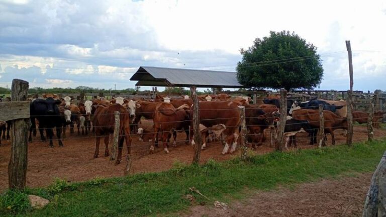 Allanamiento clave por abigeato en el campo San Lorenzo