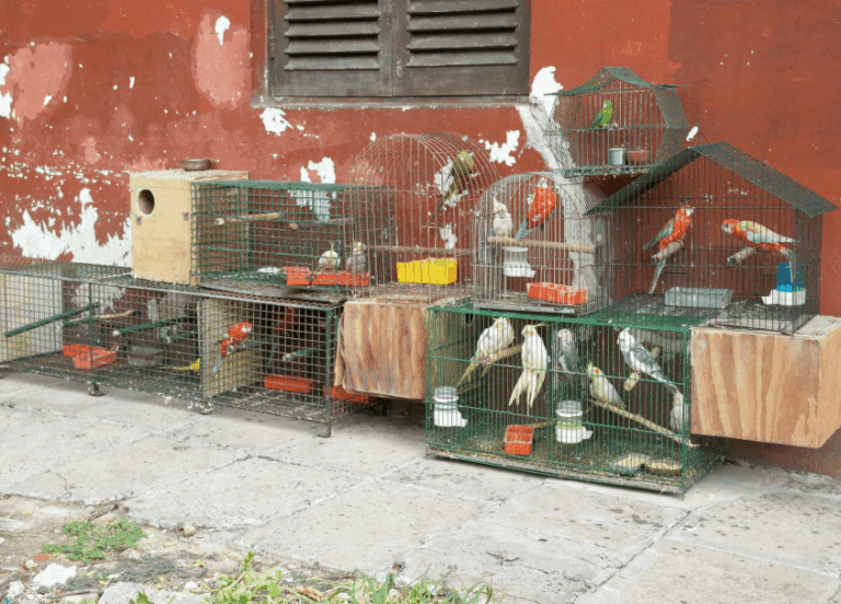 Tenencia ilegal y maltrato: en operativo municipal rescatan 24 aves silvestres y dos perros
