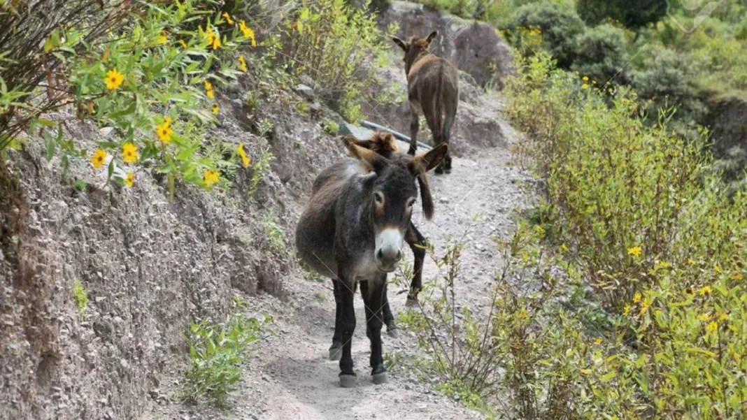 Productor Julio Cittadini junto a un corte de carne de burro en una carnicería de Trelew, Chubut.