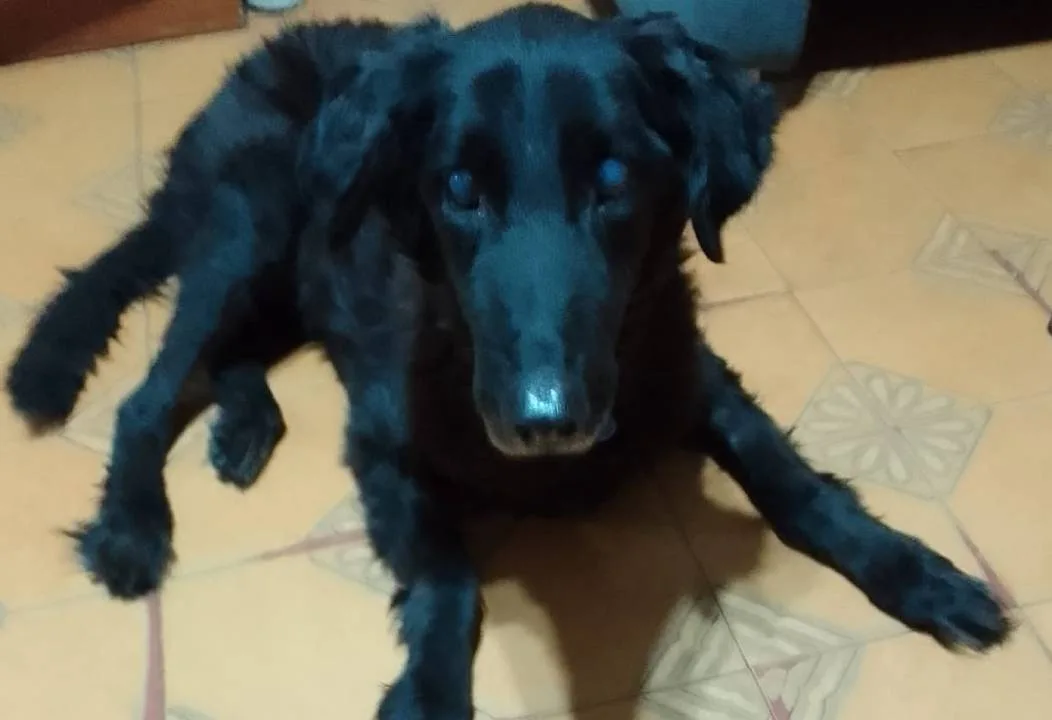 Perro Negro atendido en el Hospital Animal Municipal de Santa Fe