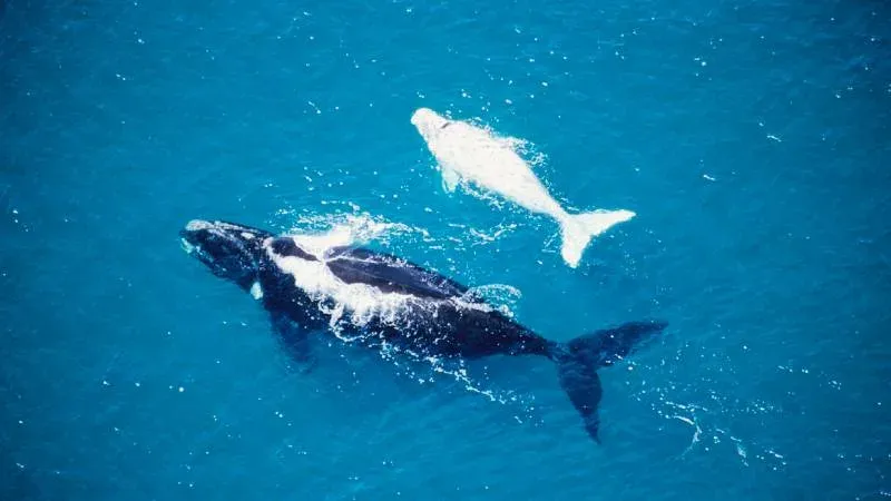 Ballena Franca Austral asomando en el agua del Golfo Nuevo, Puerto Madryn