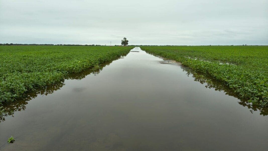 Campo inundado en el norte de Santa Fe con animales y cultivos afectados por las lluvias