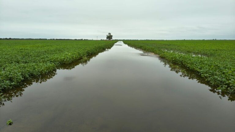 Campo inundado en el norte de Santa Fe con animales y cultivos afectados por las lluvias