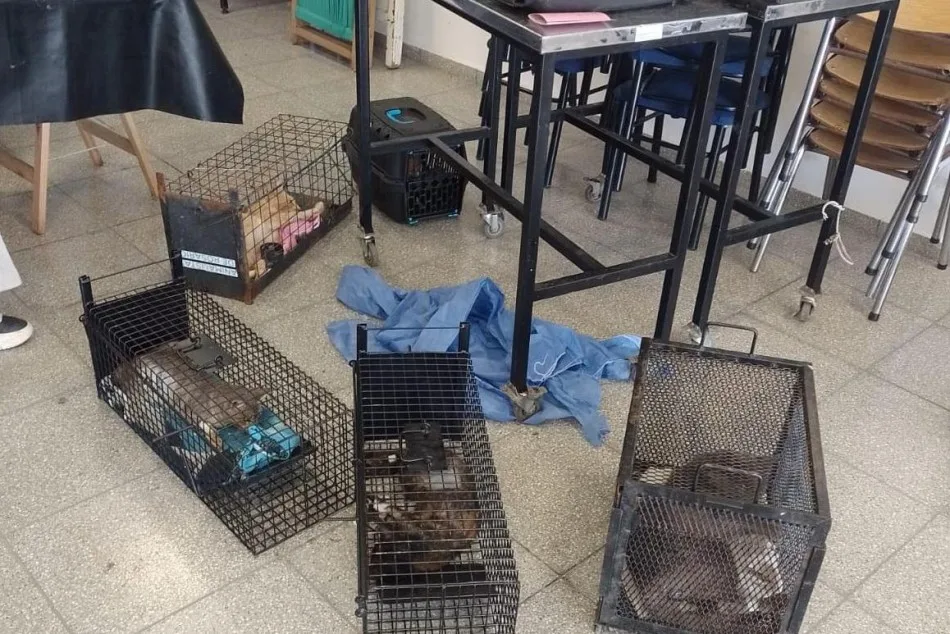 Captura de gatos y perros durante operativo de castración en barrio Toba, Rosario
