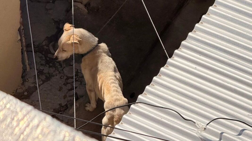 Perro Lobo rescatado en Rosario