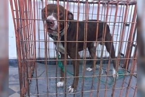 Perro pitbull rescatado por la policía en Santa Fe