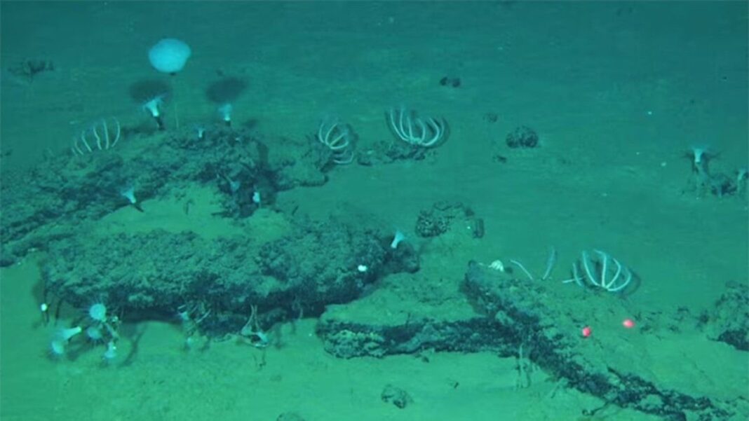 Fósil de cráneo de ballena en el océano Índico