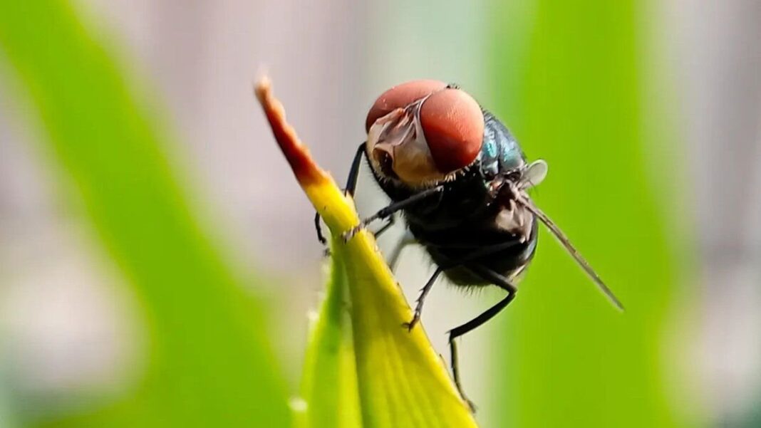 Imagen de una mosca Cochliomyia hominivorax sobre una superficie