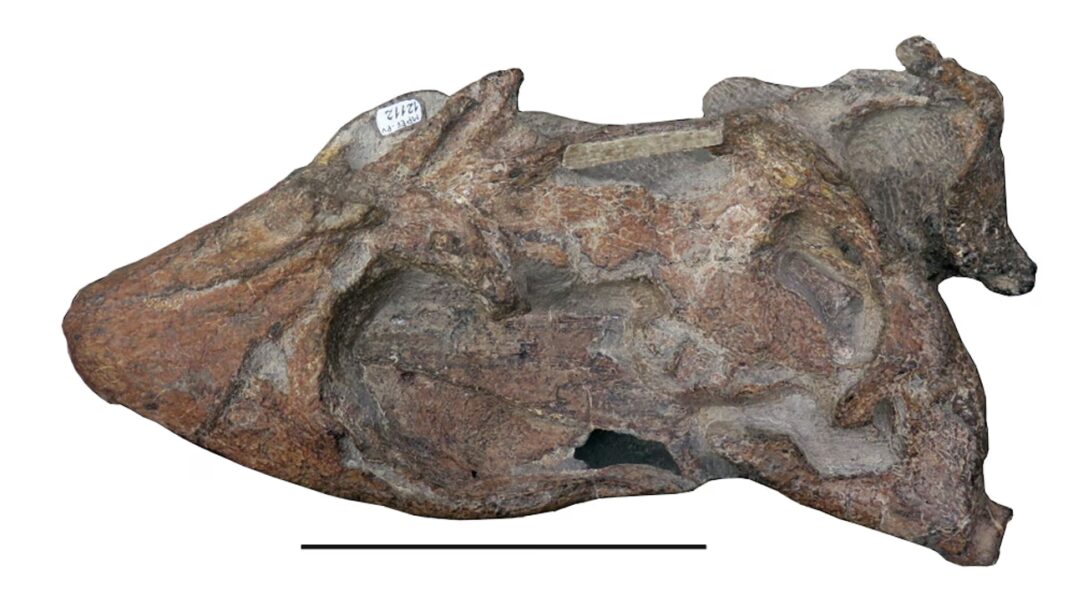Cráneo fósil de Kawanectes lafquenianus, reptil marino del Cretácico hallado en la formación La Colonia, Chubut