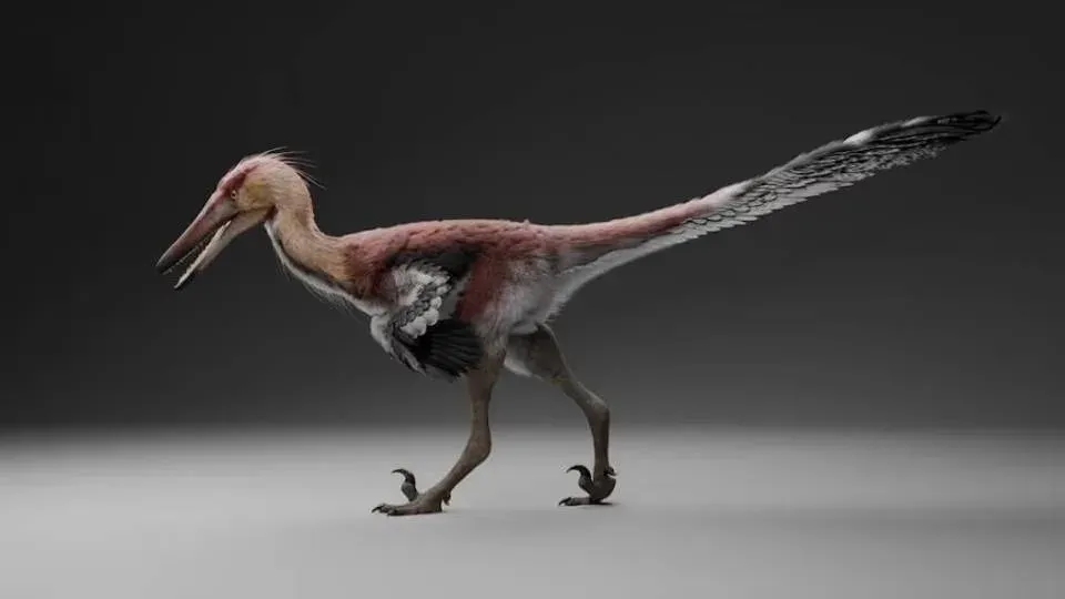 Ilustración de Kank australis, dinosaurio raptor de tamaño mediano con garra curva en el pie