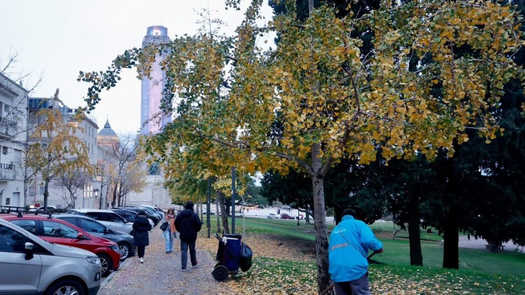Fruto del ginkgo biloba en la plaza Barranca de las Ceibas, Rosario