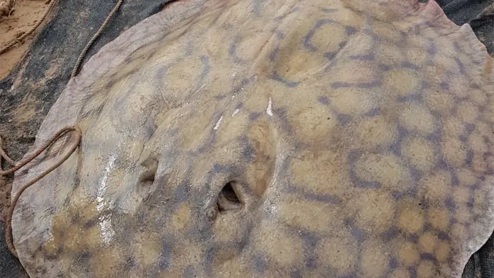 Raya gigante de agua dulce (Potamotrygon brachyura) en el río Paraná