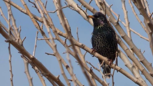 Estorninos posados en un árbol en Rafaela
