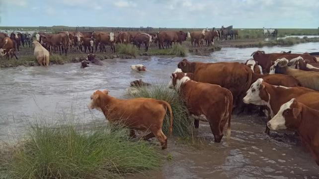 Campos anegados en el norte de Santa Fe por lluvias acumuladas