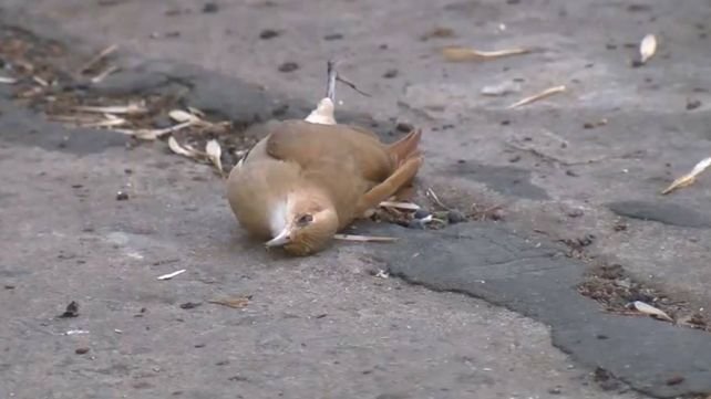 Aves muertas en la cortada General Madariaga, barrio Echesortu