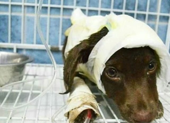 Especialista disertará sobre modificaciones a la ley de maltrato animal en la Biblioteca Argentina