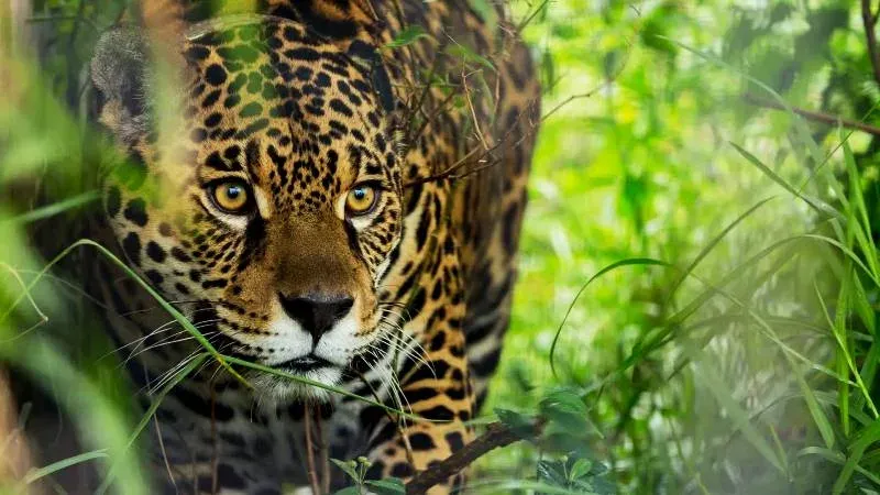 Yaguareté en la selva misionera, Argentina