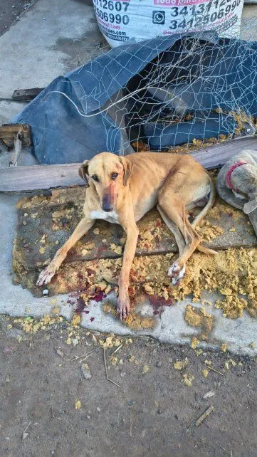 Detención policial en Santa Fe por ataque con cuchillo a un perro