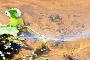Río Paraná con vegetación en la planicie de inundación