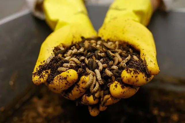 Larvas de mosca soldado negro sobre residuos orgánicos en proceso de transformación