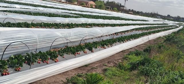 Plantación de frutillas en Pergamino, con hileras cubiertas por mulching negro