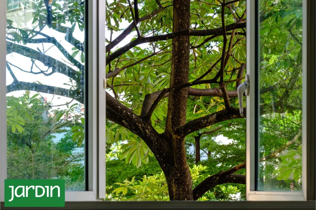 Árbol joven en un jardín con su copa en formación