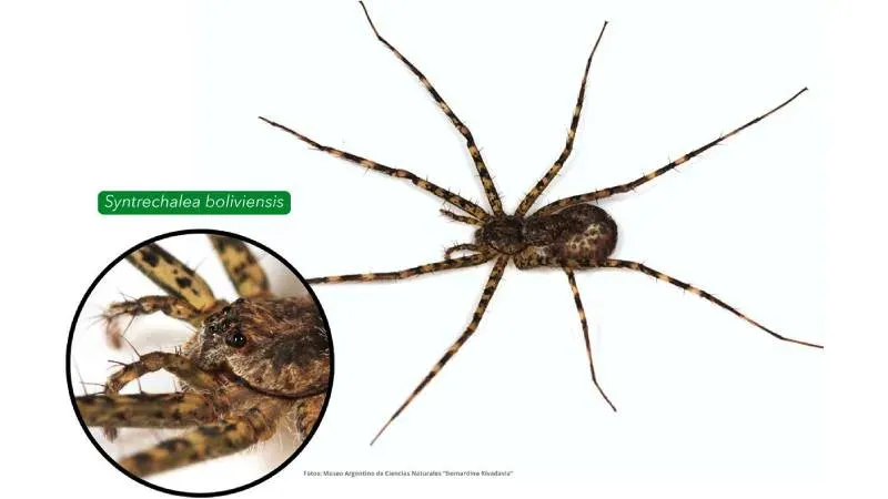 Araña en la selva misionera, Reserva de Vida Silvestre Urugua-í