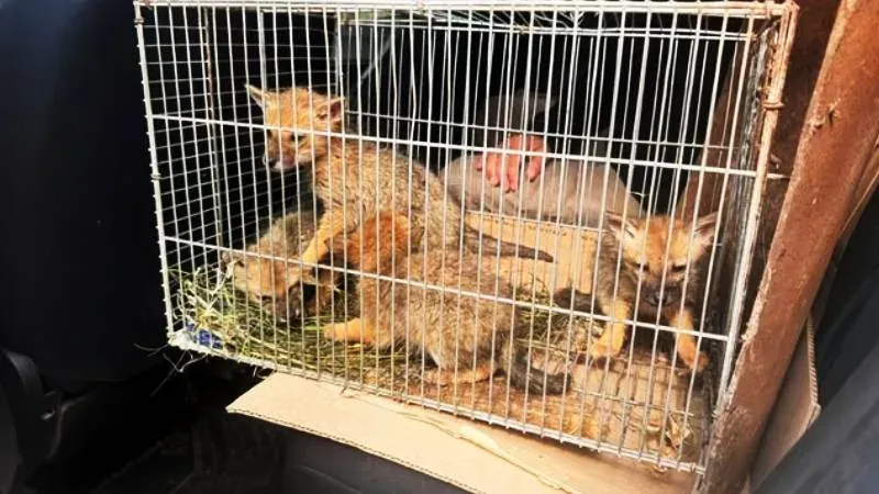 Cuatro cachorros de zorro rescatados en Roldán